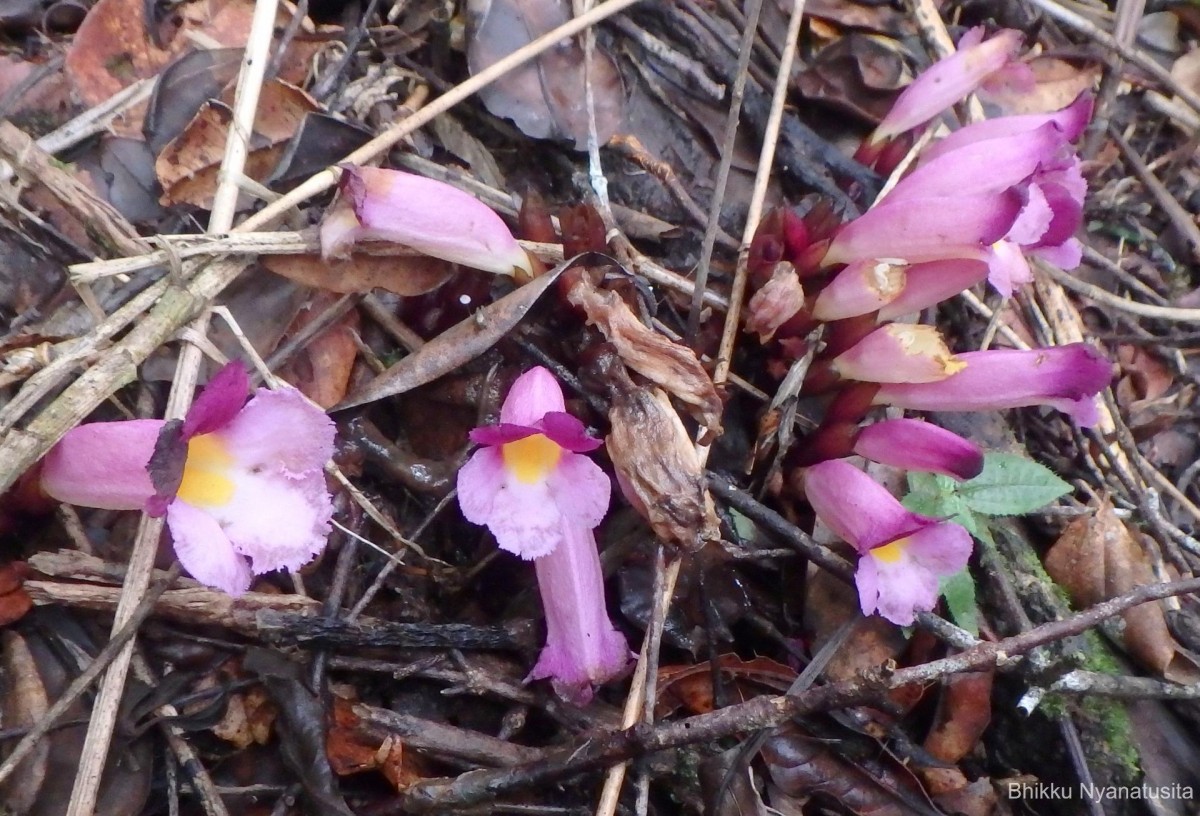 Christisonia tricolor Gardner